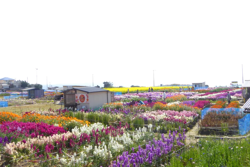 白間津の花畑